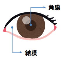 角膜と結膜